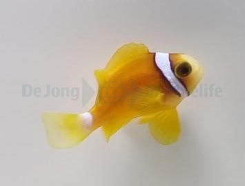 Amphiprion clarkii (Yellow Deluxe) - T.B.