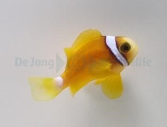 Amphiprion clarkii (Yellow Deluxe) - T.B.