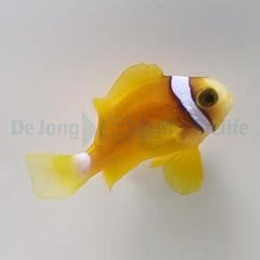 Amphiprion clarkii (Yellow Deluxe) - T.B.