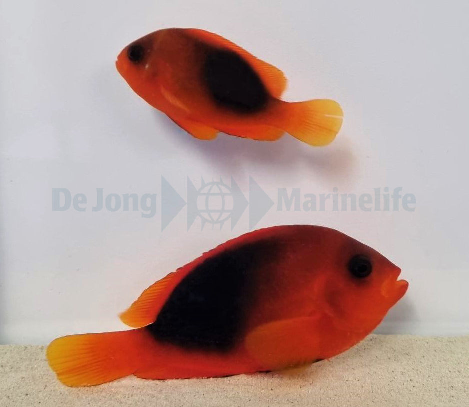 Amphiprion ephippium (pair)