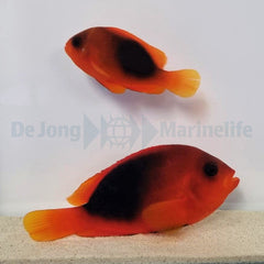 Amphiprion ephippium (pair)