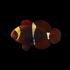 Amphiprion epigrammata