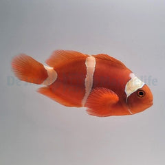 Amphiprion epigrammata - DJM Bred