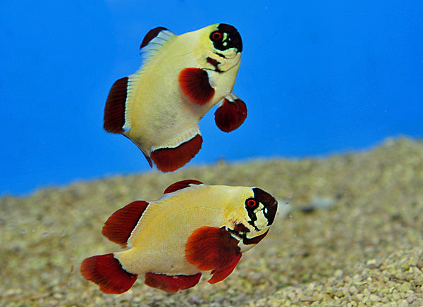 Amphiprion biaculeatus Gold nugget (Pair) - DJM Bred