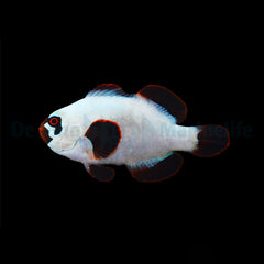 Amphiprion biaculeatus Gold nugget - T.B.