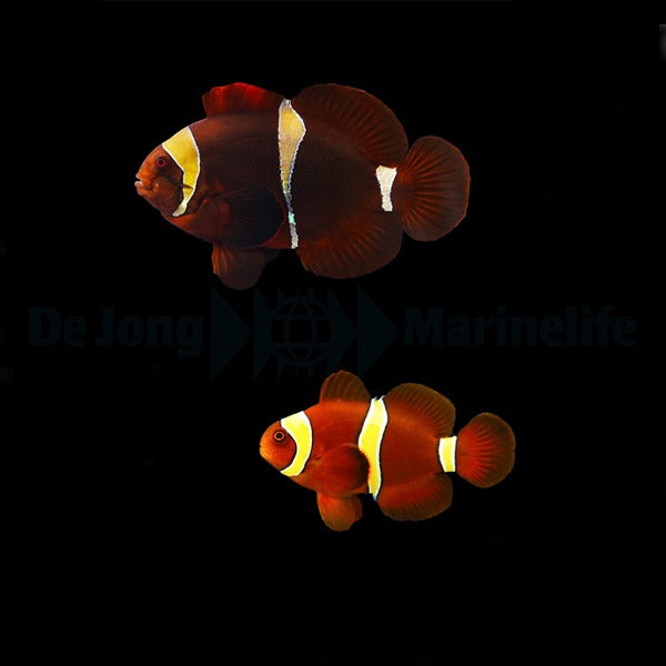 Amphiprion epigrammata (pair)