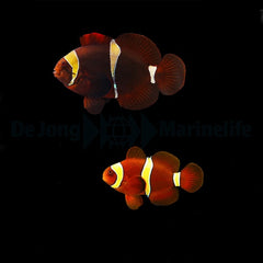 Amphiprion epigrammata (pair)