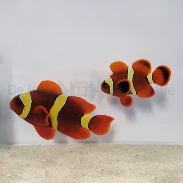Amphiprion epigrammata (pair)