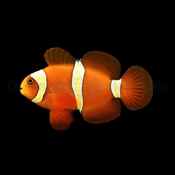 Amphiprion epigrammata - DJM Bred