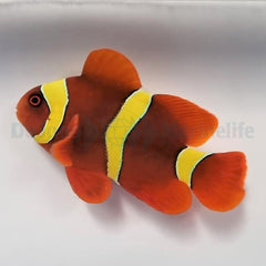 Amphiprion epigrammata
