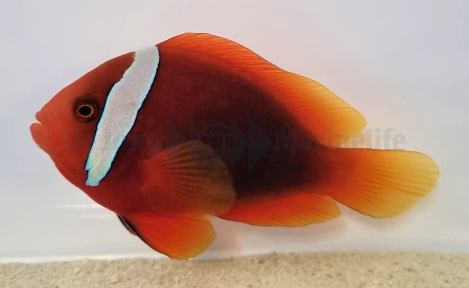 Amphiprion frenatus