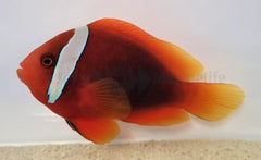 Amphiprion frenatus