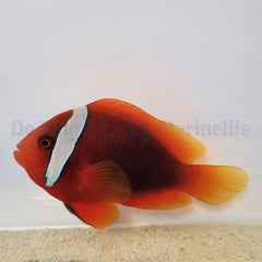 Amphiprion frenatus