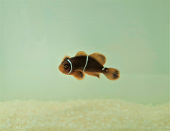 Amphiprion gibbosus - T.B.