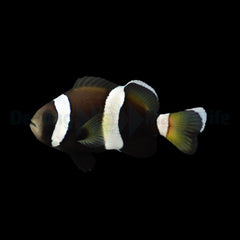 Amphiprion latezonatus - DJM Bred