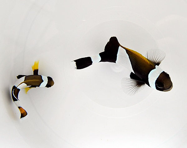 Amphiprion latezonatus (pair)
