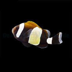 Amphiprion latezonatus