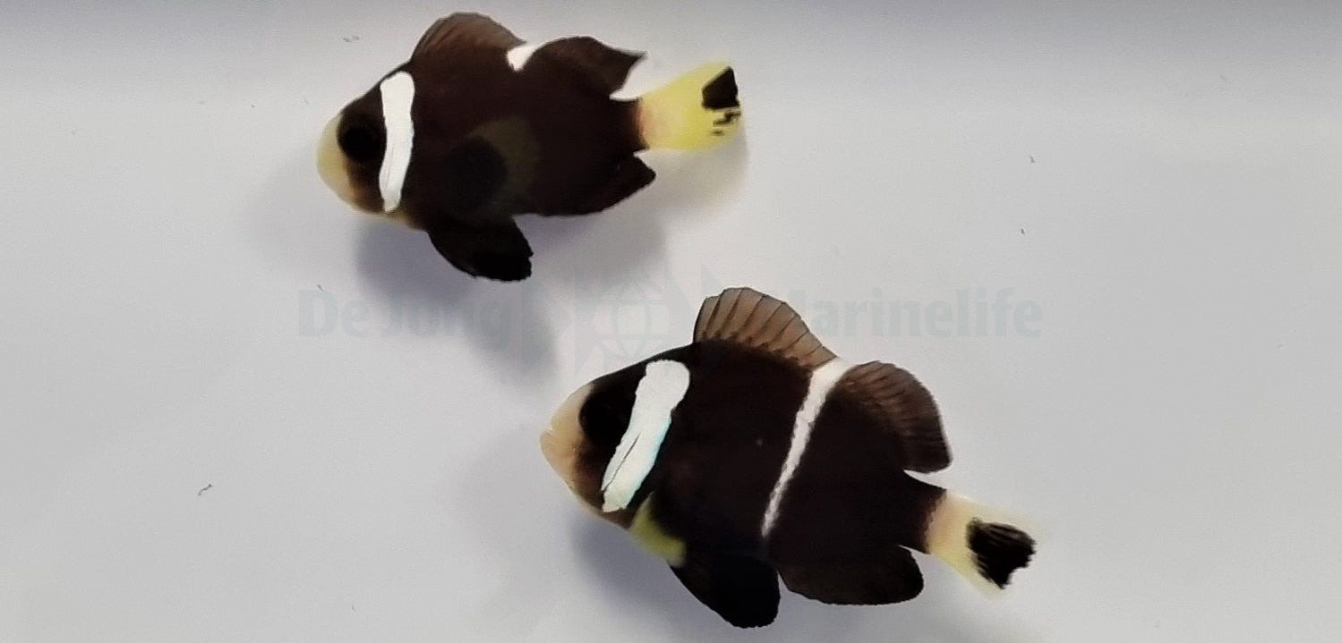Amphiprion mccullochi - T.B.