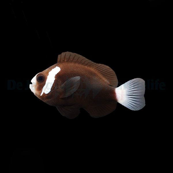 Amphiprion mccullochi - T.B.
