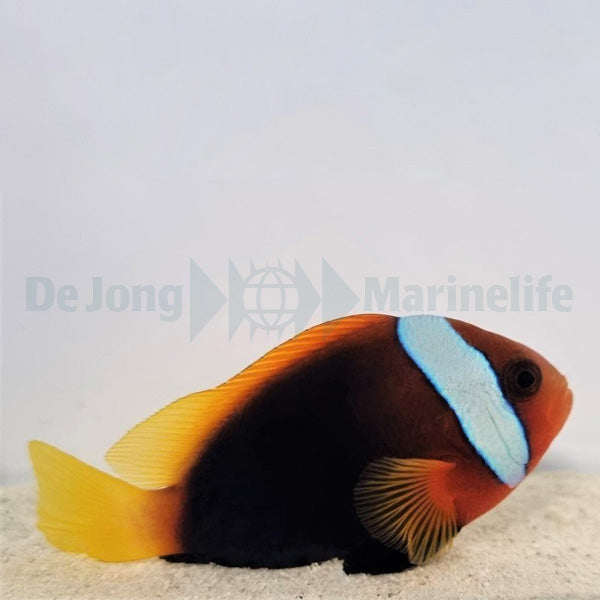 Amphiprion melanopus PNG (pair)