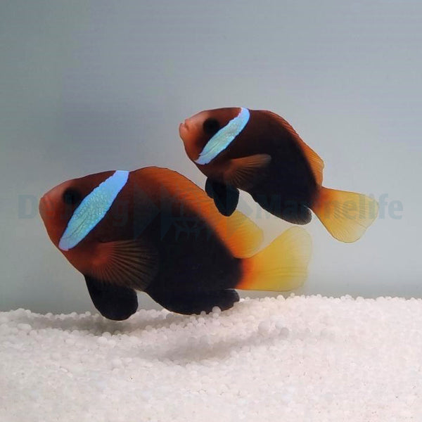 Amphiprion melanopus (pair)