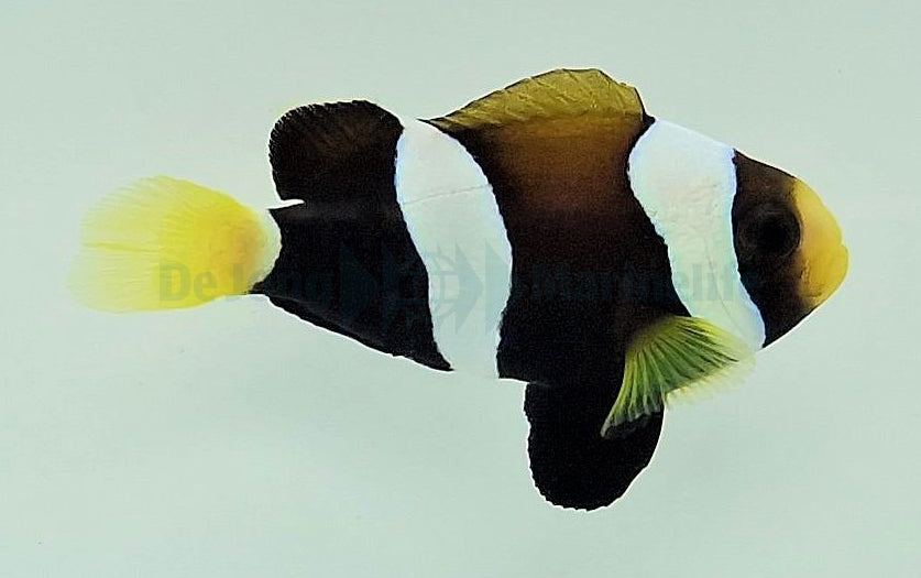 Amphiprion milii - DJM Bred