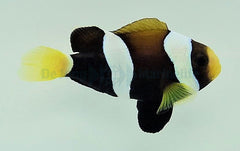 Amphiprion milii - DJM Bred
