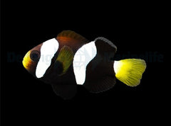 Amphiprion milii - DJM Bred