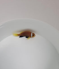 Amphiprion nigripes