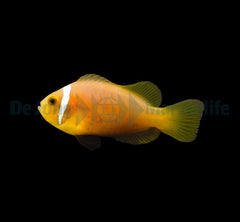 Amphiprion nigripes - DJM Bred