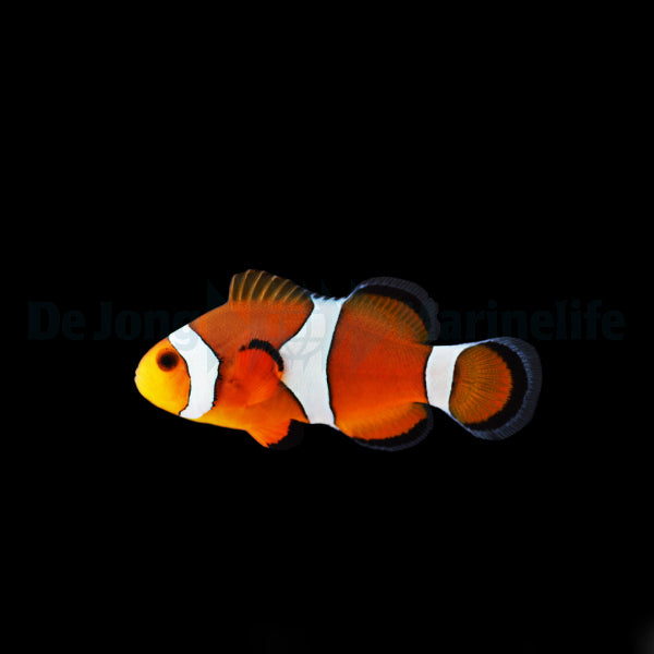 Amphiprion ocellaris - DJM Bred