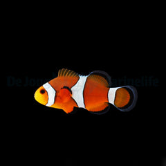 Amphiprion ocellaris - DJM Bred
