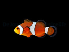 Amphiprion ocellaris - DJM Bred