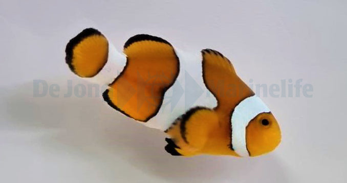 Amphiprion ocellaris - T.B.