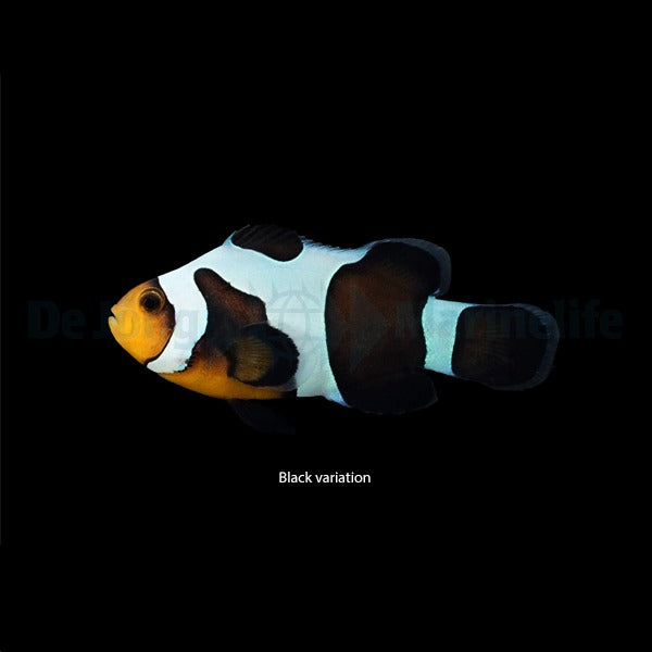 Amphiprion ocellaris (Gladiator) - DJM Bred