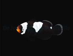 Amphiprion ocellaris (Black Snowflake) - DJM Bred