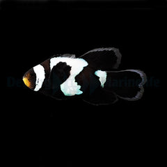 Amphiprion ocellaris (Longfin Black Snowflake) - DJM Bred