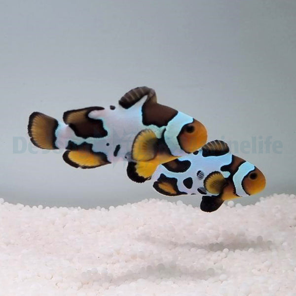 Amphiprion ocellaris (Black Snowflake) (pair) - DJM Bred