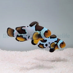 Amphiprion ocellaris (Black Snowflake) (pair) - DJM Bred