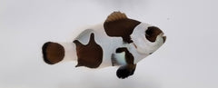 Amphiprion ocellaris black storm - DJM Bred