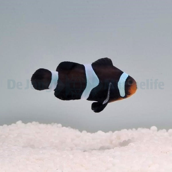 Amphiprion ocellaris (Darwin) - DJM Bred