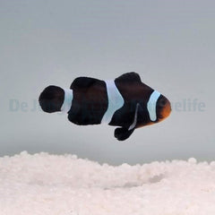 Amphiprion ocellaris (Darwin) - DJM Bred
