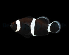 Amphiprion ocellaris (Darwin) (Full Black) - DJM Bred