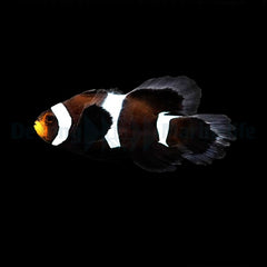 Amphiprion ocellaris (Longfin Darwin) - DJM Bred