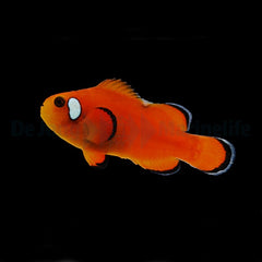 Amphiprion ocellaris (Domino Orange) - DJM Bred