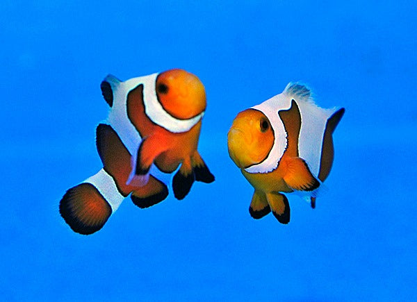 Amphiprion ocellaris (Gladiator) - DJM Bred