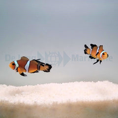 Amphiprion ocellaris (Longfin) (Pair) - T.B.