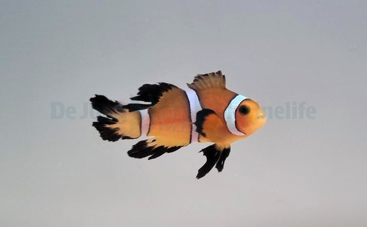 Amphiprion ocellaris longfin - T.B.
