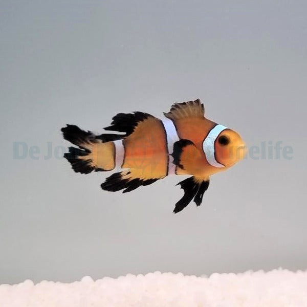 Amphiprion ocellaris (Longfin) - T.B.