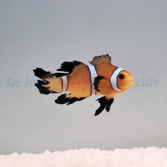 Amphiprion ocellaris (Longfin) - T.B.